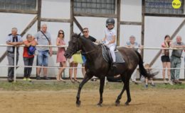 Zawody jeździeckie w skokach przez przeszkody